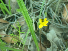 Hypoxis mexicana