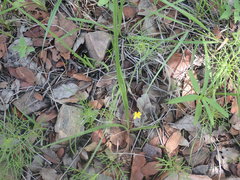 Hypoxis mexicana