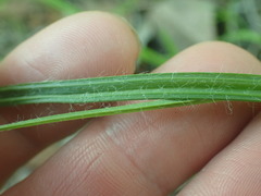 Hypoxis mexicana