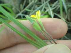 Hypoxis mexicana