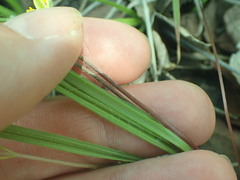 Hypoxis mexicana