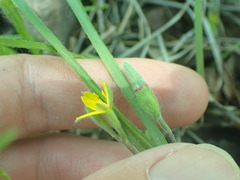 Hypoxis mexicana