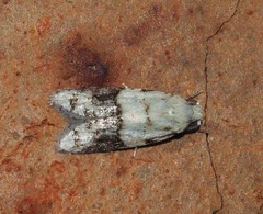 Tracholena sulfurosa