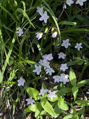 Claytonia virginica