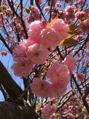 Prunus