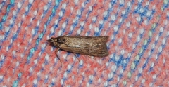 Achyra affinitalis