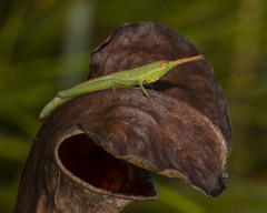 Leptysma marginicollis