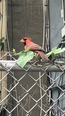 Cardinalis