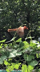 Cardinalis
