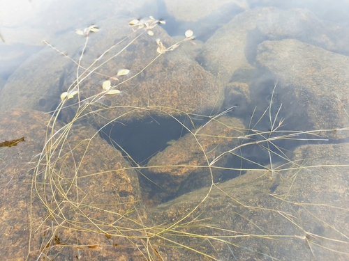 Image of Potamogeton vaseyi by (c) Étienne Léveillé-Bourret, some rights reserved (CC BY)