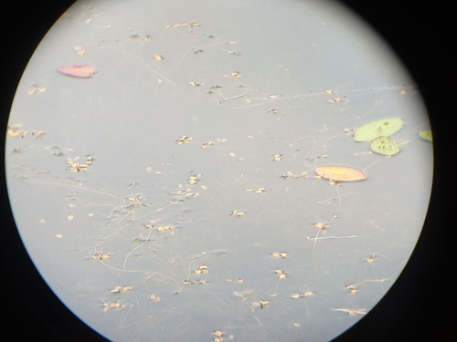 Image of Potamogeton vaseyi by (c) Étienne Léveillé-Bourret, some rights reserved (CC BY)