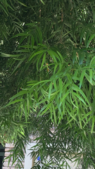 Afrocarpus falcatus