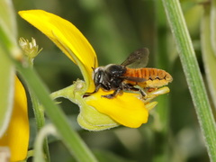 Megachile bicolor