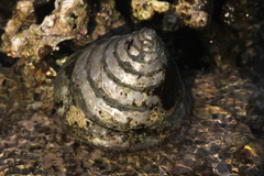Tectus pyramis