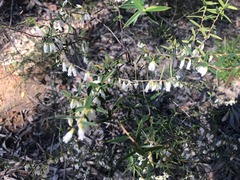 Styphelia biflora