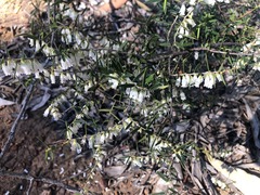 Styphelia biflora