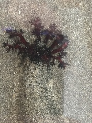 Athyonidium chilensis