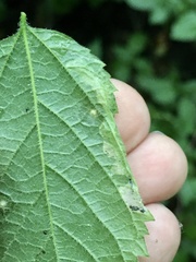 Phyllonorycter celtisella