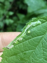 Phyllonorycter celtisella