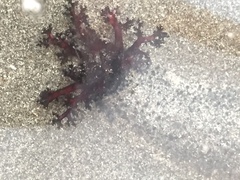 Athyonidium chilensis