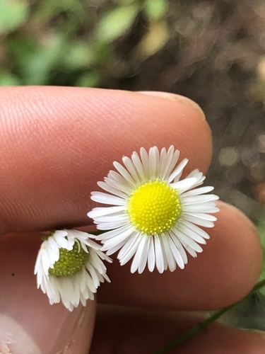 Erigeron strigosus iNat (3)
