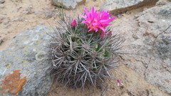 Eriosyce nigrihorrida