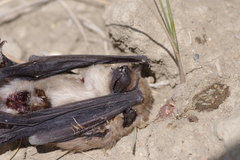 Myotis ciliolabrum