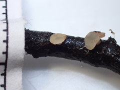 Hymenoscyphus vernus