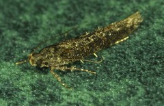 Telphusa sedulitella