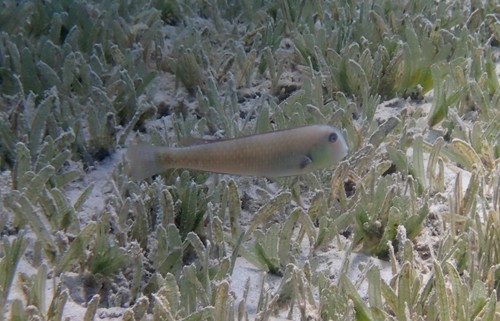 Rosy Razorfish (Xyrichtys martinicensis) — Labridae — 3