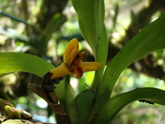 Maxillaria elatior