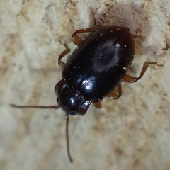 Lycoperdina ferruginea