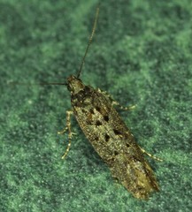 Telphusa sedulitella