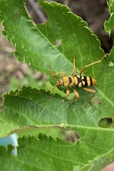 Chlorophorus quinquefasciatus