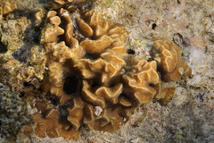 Pavona frondifera