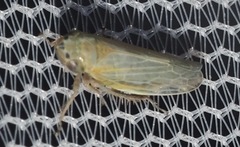 Amplicephalus simplex