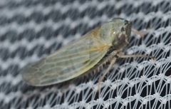 Amplicephalus simplex