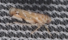 Sanctanus aestuarium