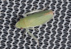 Memnonia flavida