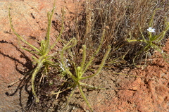Drosera finlaysoniana