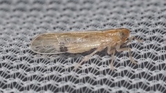 Stenocranus dorsalis