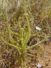 Drosera finlaysoniana