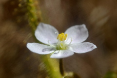 Drosera finlaysoniana