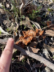 Cantharellus concinnus