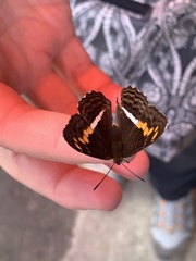 Adelpha olynthia