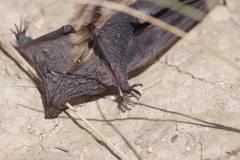 Myotis ciliolabrum
