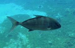 Seriola rivoliana