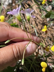 Oxalis alpina