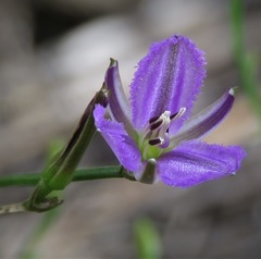 Thysanotus patersonii