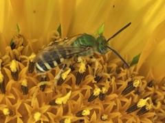 Agapostemon texanus
